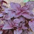 Corsican Purple Ruffle Opal Basil Seeds