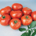 Better Boy F1 Tomato Seeds