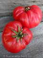 Bulk VR Mosco Tomato Seeds