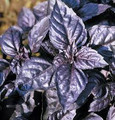 Red Rubin Basil Seeds
