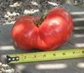 Mortgage Lifter Tomato - Radiator Charlies Strain