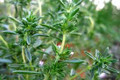 Savory Seeds