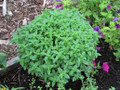Verde Fine Leaf Basil Seeds
