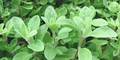 Sweet Marjoram Seeds