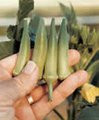 Wholesale Emerald Velvet Okra Seeds   8