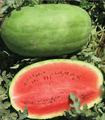 Wholesale Charleston Grey Watermelon Seeds  2