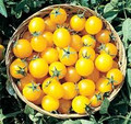 GOLDEN NUGGET TOMATO SEEDS