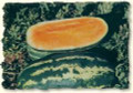 Bulk Gold Strike F1 Watermelon Seeds