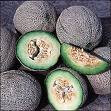 Green Nutmeg Melon