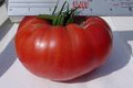 Wholesale Brandywine Tomato Seeds  55