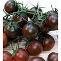 Bulk Chocoloate Cherry Tomato Seeds