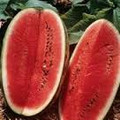 Wholesale Allsweet Watermelon Seeds  33