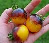 Bumble Bee Tomato-Extremely Rare!