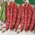 WHOLESALE Tongues of Fire Bean Seeds