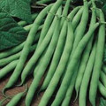 Wholesale Blue Lake Pole Green Beans-2 1/2 POUNDS
