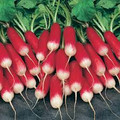 French Breakfast Radish-BIG Pack