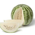 Cream of Saskatcheewan Watermelon (White)