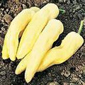 Sweet Banana Pepper SEEDS-WHOLESALE