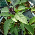 Licorice (Thai) Basil Seeds