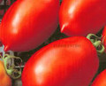 Chico lll Tomato-Italian