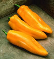 Golden Marconi Sweet Pepper SEEDS