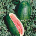 Congo Watermelon SEEDS