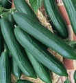 Tendergreen Burpless Cucumber Seeds (Wholesale)