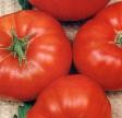 Bulk Boxcar Willie Tomato