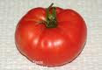 Mule Team Tomato Seeds