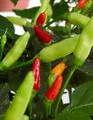 Hot Pepper Seeds/Tabasco - BIG Pack