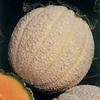 Mildew Resistant 45 Cantaloupe - 500 Seeds