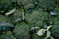 Waltham 29 Broccoli Seeds