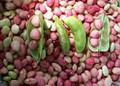Dixie Butter Pea Seeds
