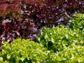 Lettuce Seeds/Gourmet Mix