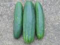 Marketmore Cucumber-750 Seeds