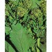 Rapini Broccoli Seeds