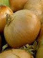 Utah Yellow Sweet Onion Seeds