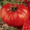 Tomato Seeds-Unknown Varieties