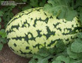 Unknown Watermelon Seeds