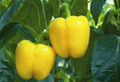 Sunbright F1 Yellow Bell Pepper