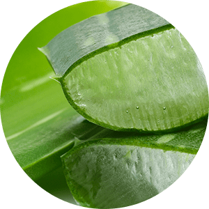 Aloe Extract