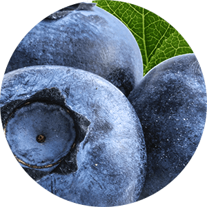 Bilberry