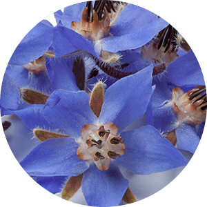 Borage