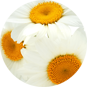 Chamomile Extract