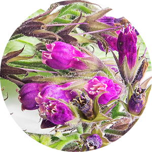 Comfrey Extract