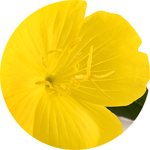 Evening Primrose Oil