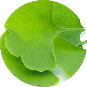 Ginkgo Biloba