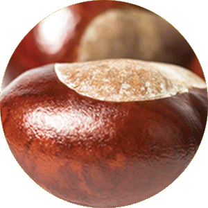 Chestnut Seed Extract