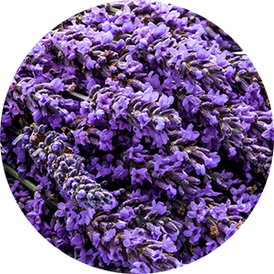 Lavender Oil