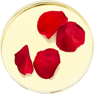 Rose Flower Oil